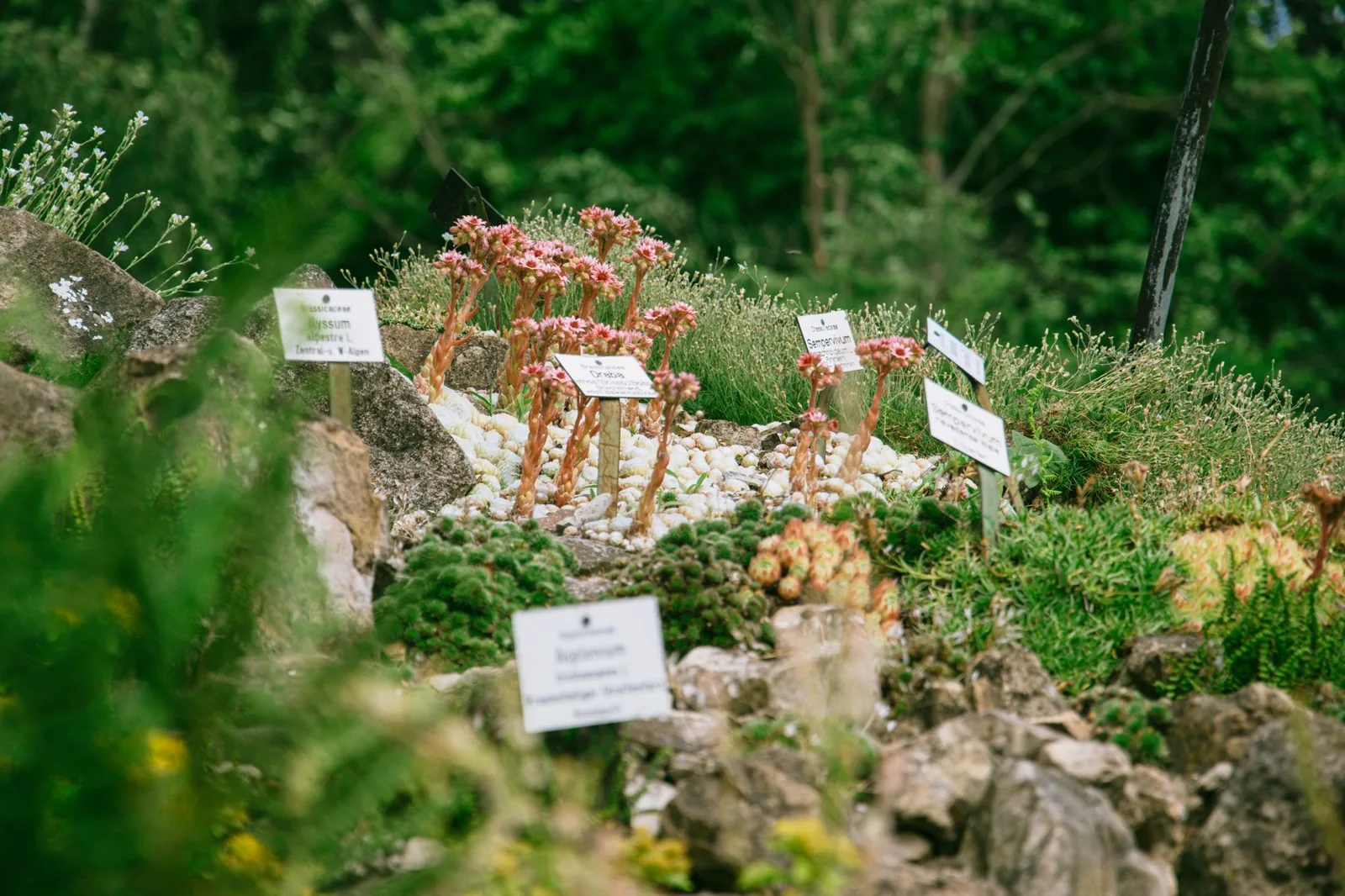 rock garden ideas — a small stone and gravel bed with succulents