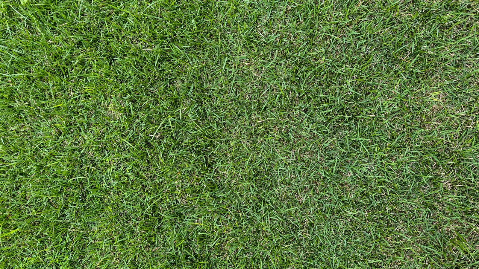 sod installation cost per square foot