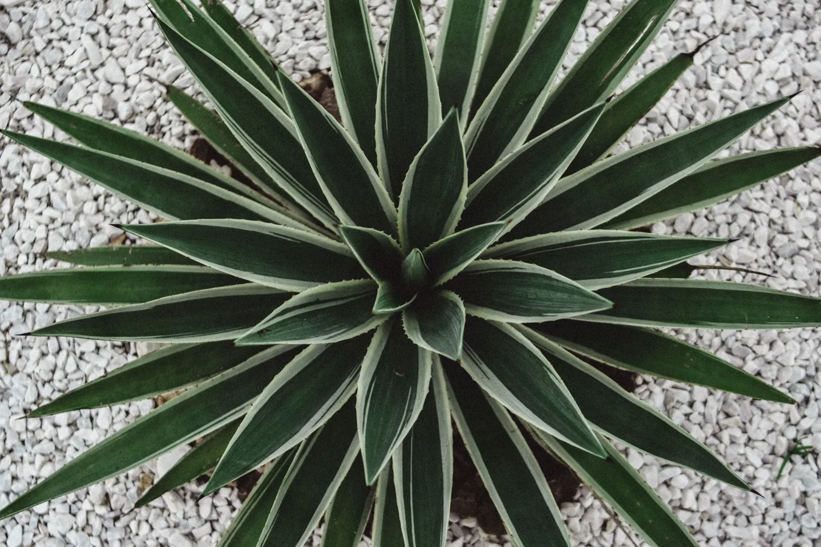 xeriscaping ideas