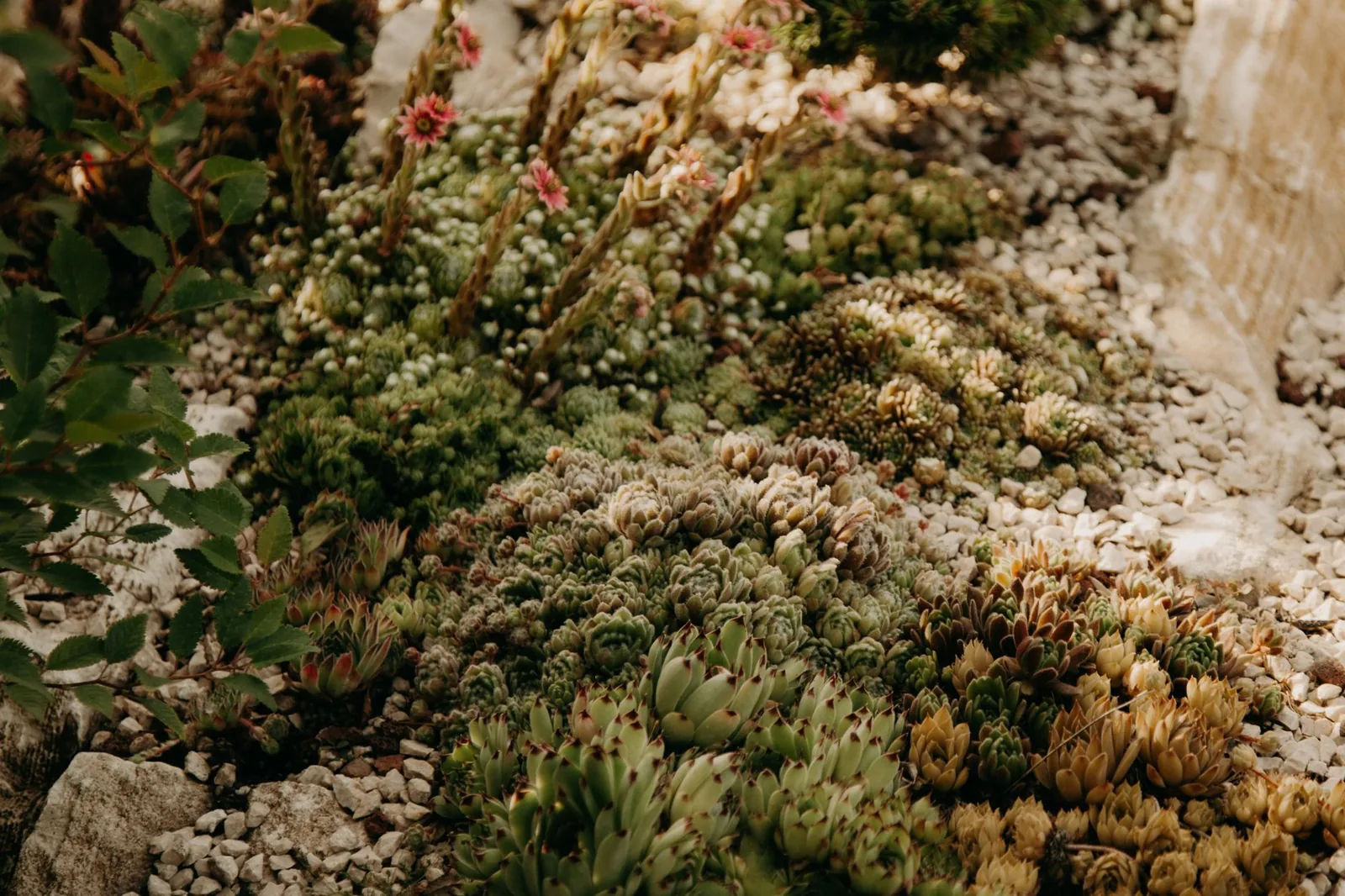 drought tolerant landscaping ideas