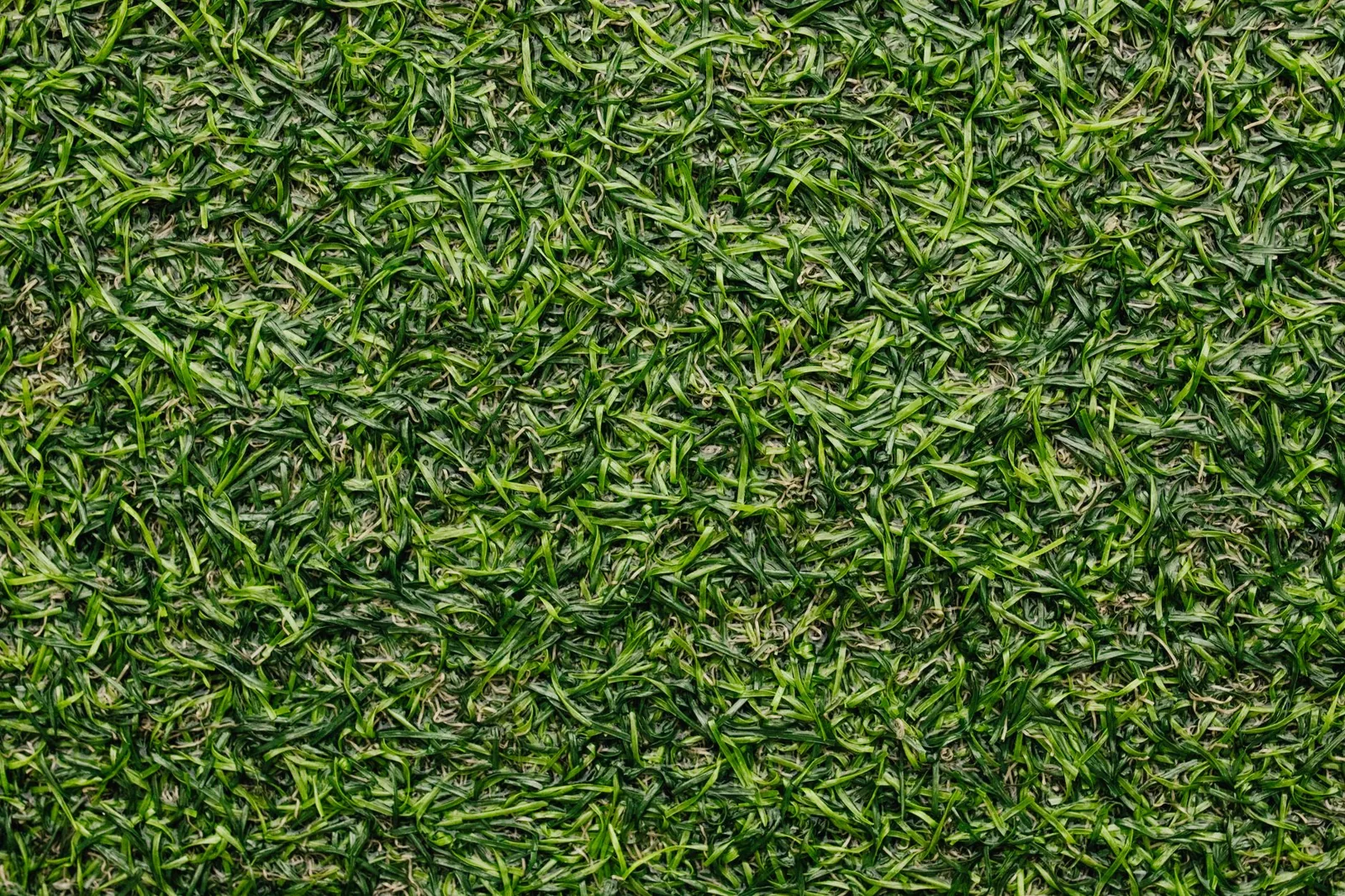 Close-up of artificial turf texture beside a natural lawn