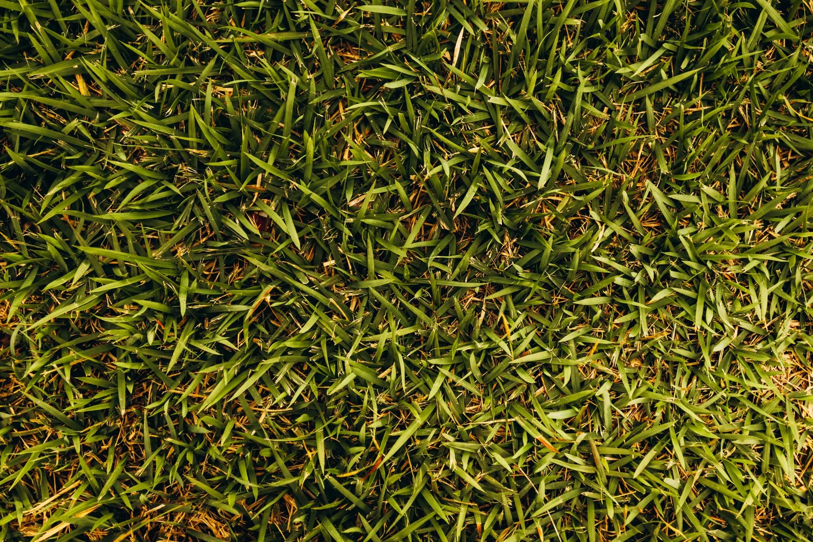 laying new sod in a backyard