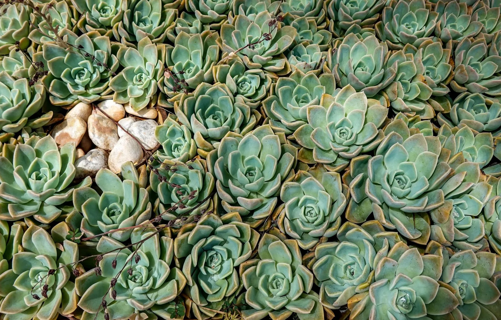 xeriscape plant selection