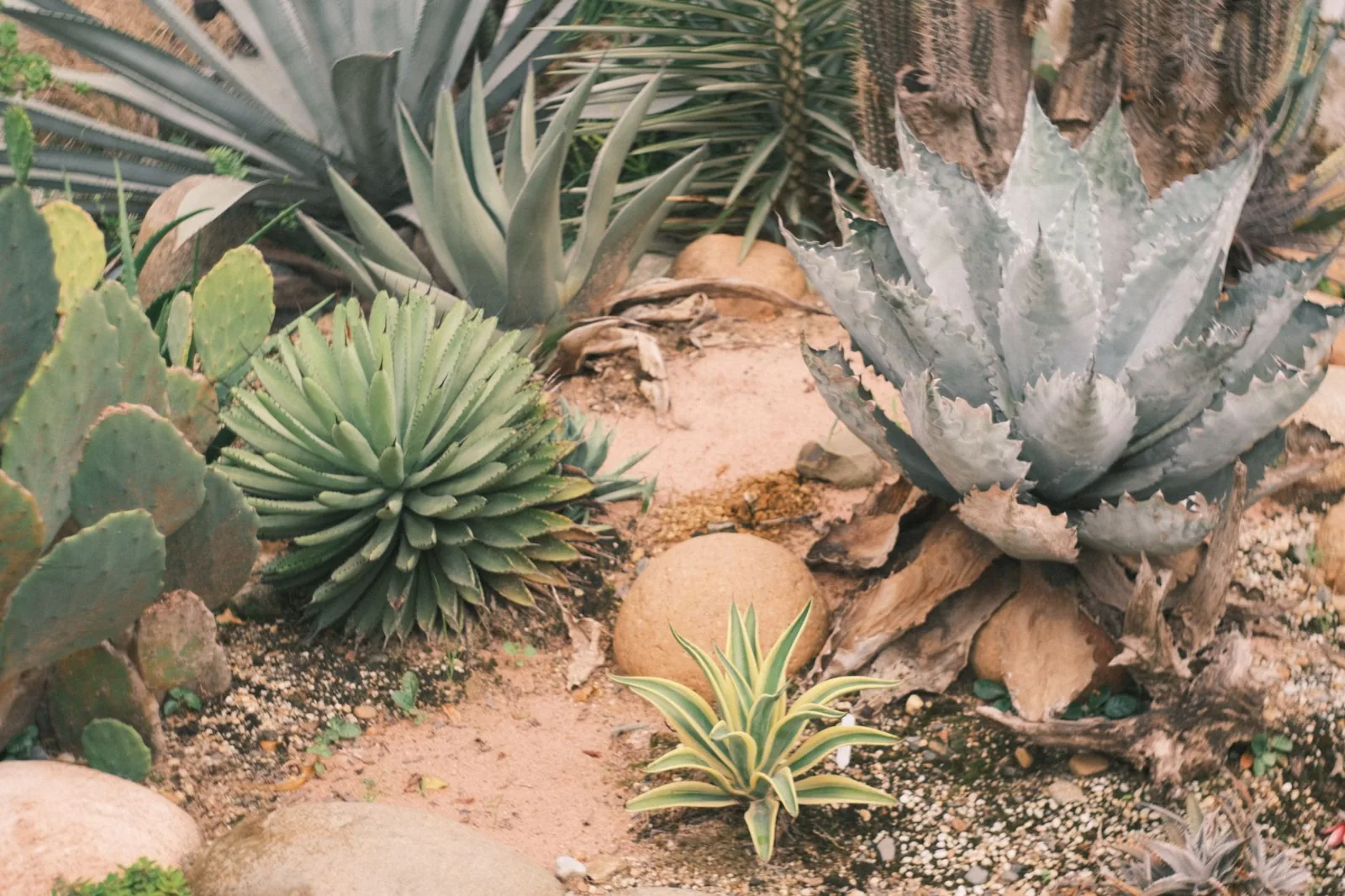 gravel and succulent xeriscape garden bed