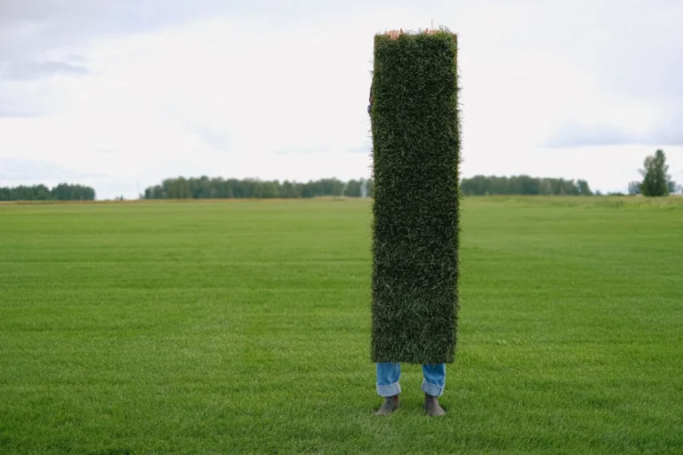 Artificial Turf vs Sod: Which Lawn Is Right for Your Yard?