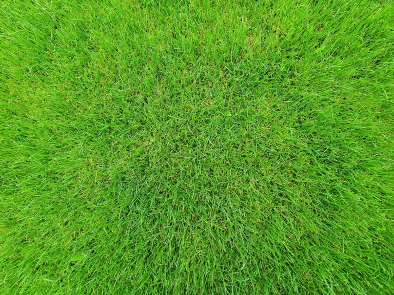 Sod Installation Cost: How Much to Lay a New Lawn in 2025