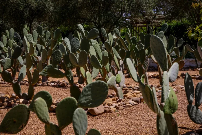 Xeriscaping Ideas: Water-Smart Landscaping That Looks Anything but Dry