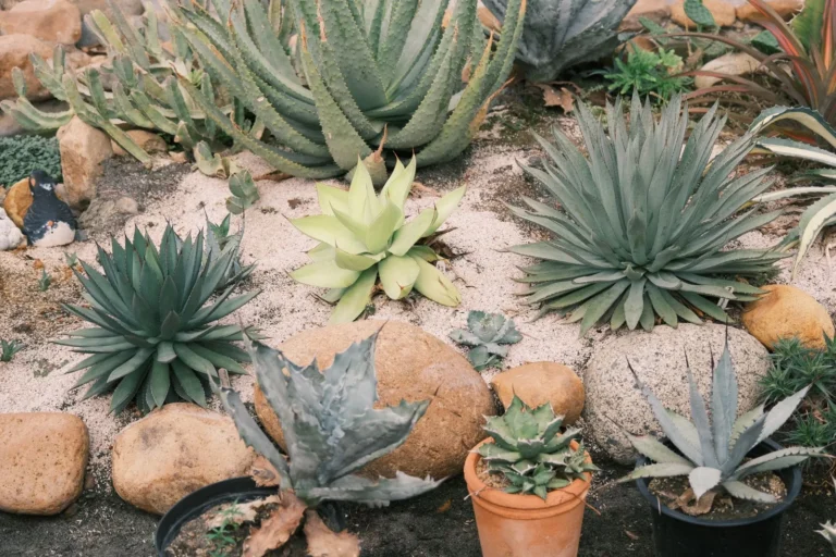 Drought Tolerant Landscaping Ideas for a Low-Water Yard